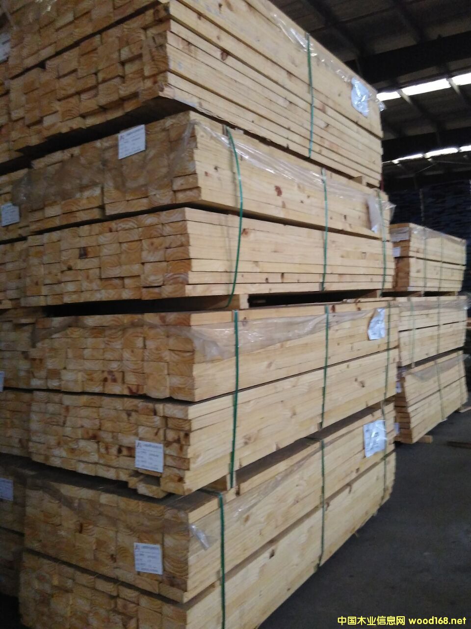 輻射松的詳細(xì)介紹