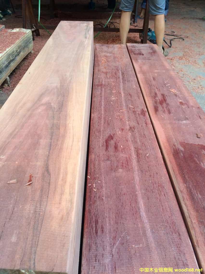 山樟木的詳細(xì)介紹