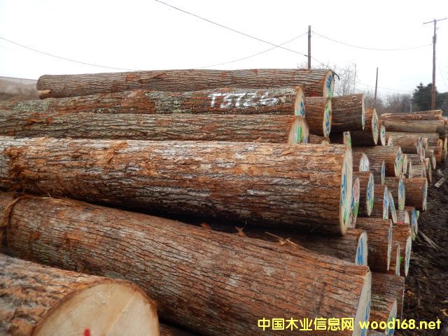 �����ľԭľ