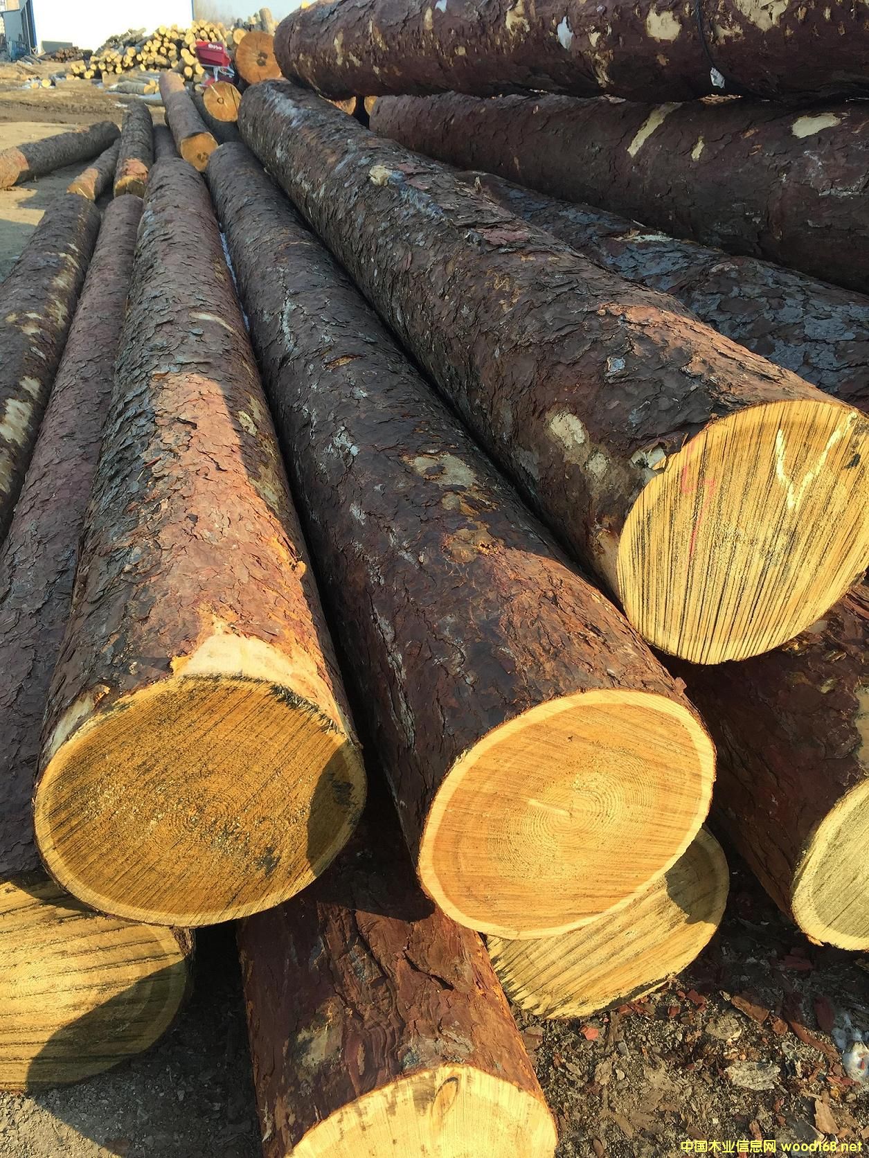 ���_˹�M�����~��ԭľ����30����