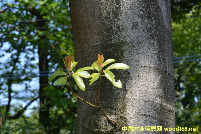 ���ݿڰ��״��M(j��n)�ڼt�ԭľ