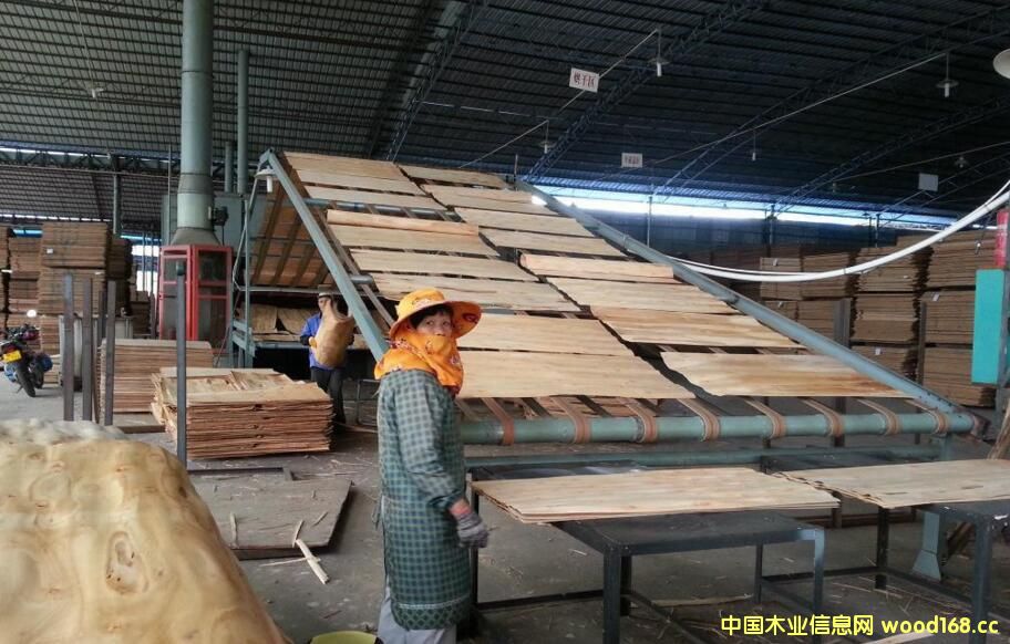 �������ľ�I(y��)���b���L(zh��ng)�w��Ĥ�z�ϰ��A�õ�(gu��)ǧ�f(w��n)��ӆ��