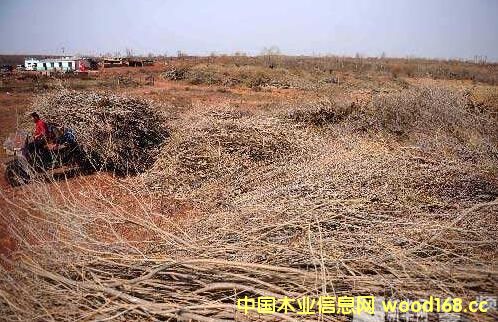 ������˹ɳ���ؽMľ��ɳ��ľ�Ͳġ��ٻ����γ�Ҏ(gu��)�����a(ch��n)�I(y��)