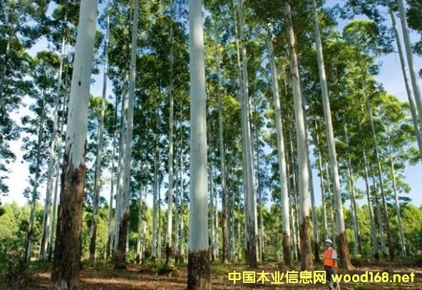 õ����ľ-��(y��u)�|(zh��)�����Іΰ��(sh��)�N