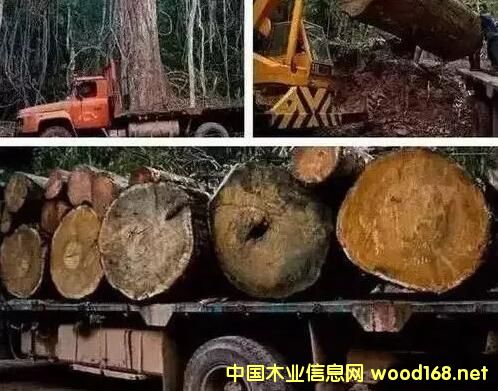 �tľ���o�Ŀ��ã���t��֦�q��40%�����黨��q��65%