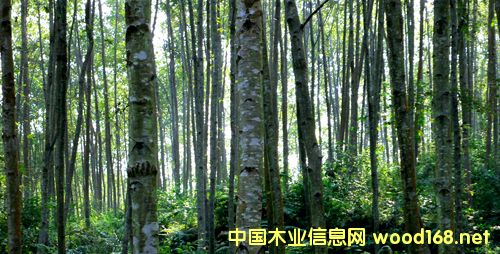 ���Ϙ壺����ľ�Ĺ��o��ȫ ���M�a(ch��n)�I(y��)�D(zhu��n)������