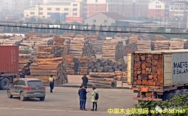 CITES��Ҏ(gu��)��(zh��)�� �tľ���P���y �|ꖼtľ�Ј�ӭ��ȥ������C