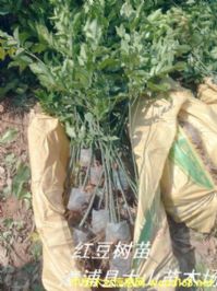 �t�����硡�����t����