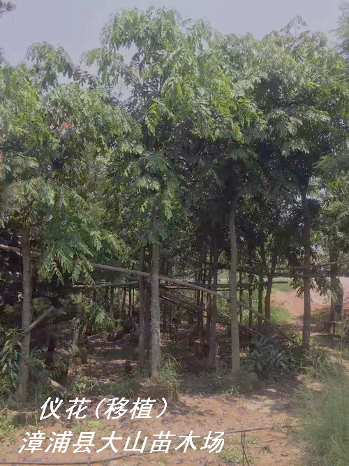 �x������ֲ�������Ԕ��(x��)��B