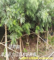 �y���(sh��)��ֲ��