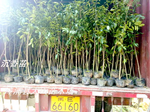 �����������ϳ��㣬�V�|����