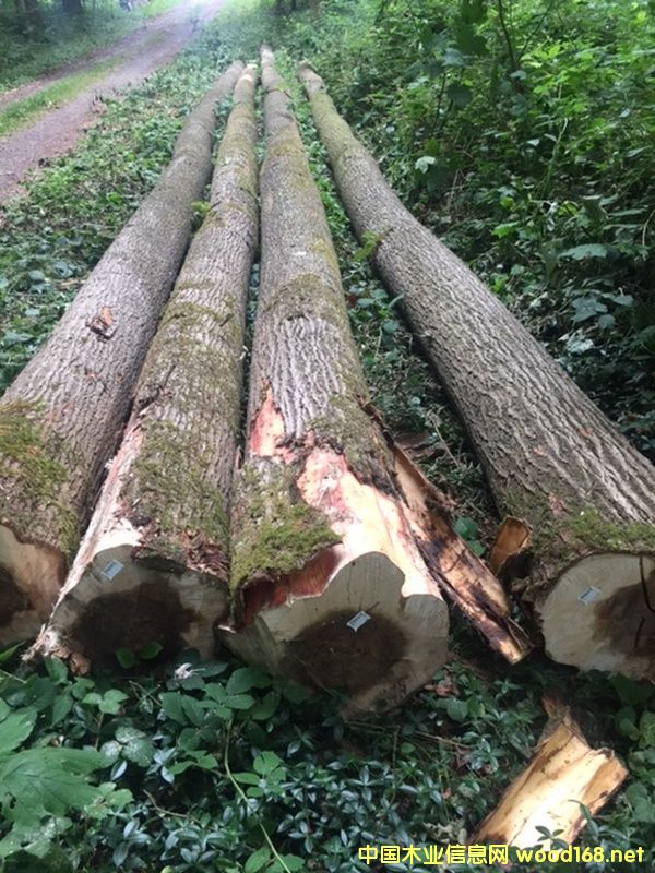 ����(gu��)��ľԭľ