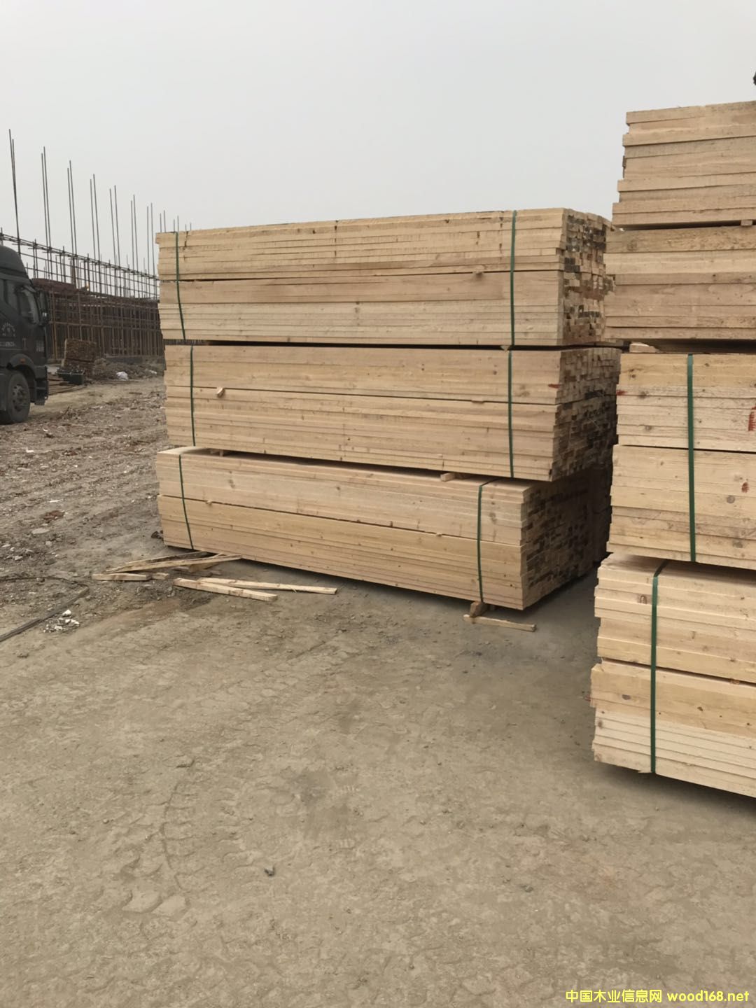 鐵杉的詳細介紹