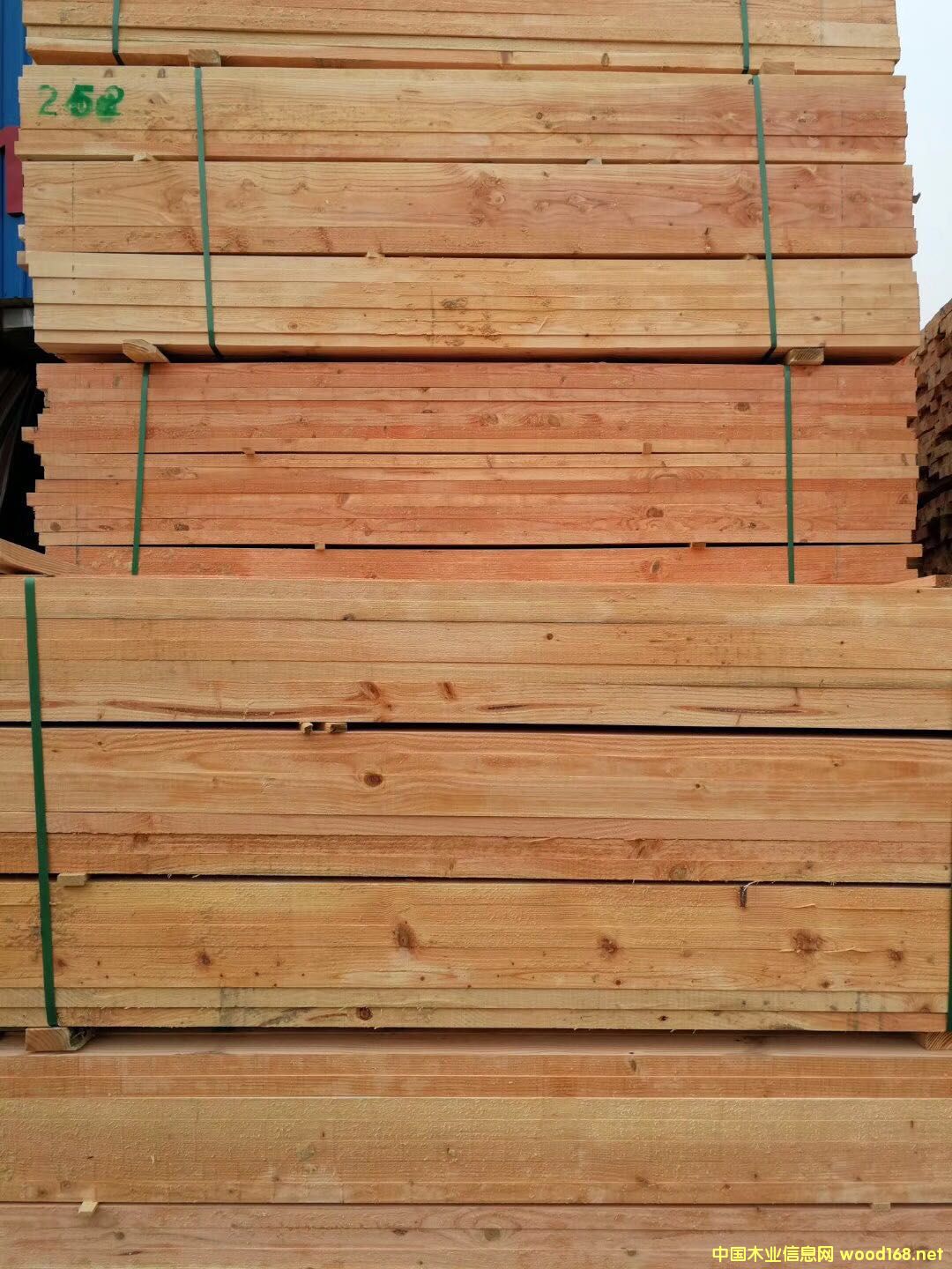 花旗松的詳細介紹