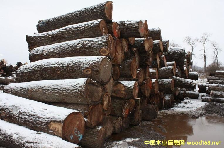 黑胡桃的詳細(xì)介紹