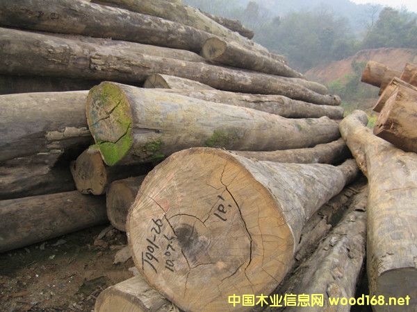 ���~�t̴ԭľ