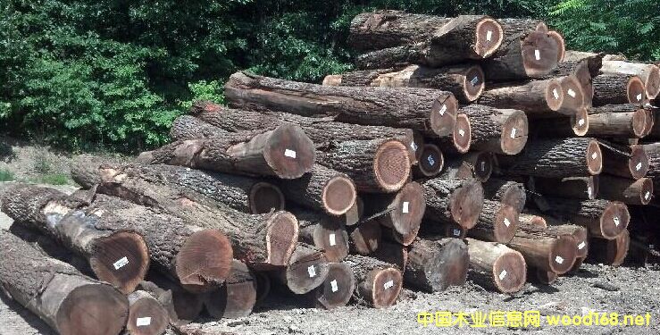 �����M�������ں���ԭľ