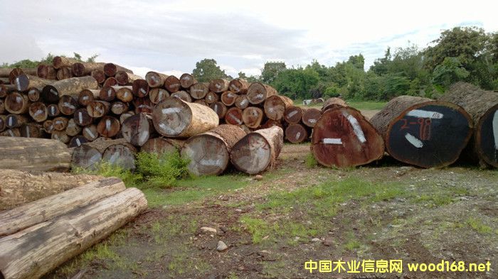 �����M�ھ���t��֦ԭľ