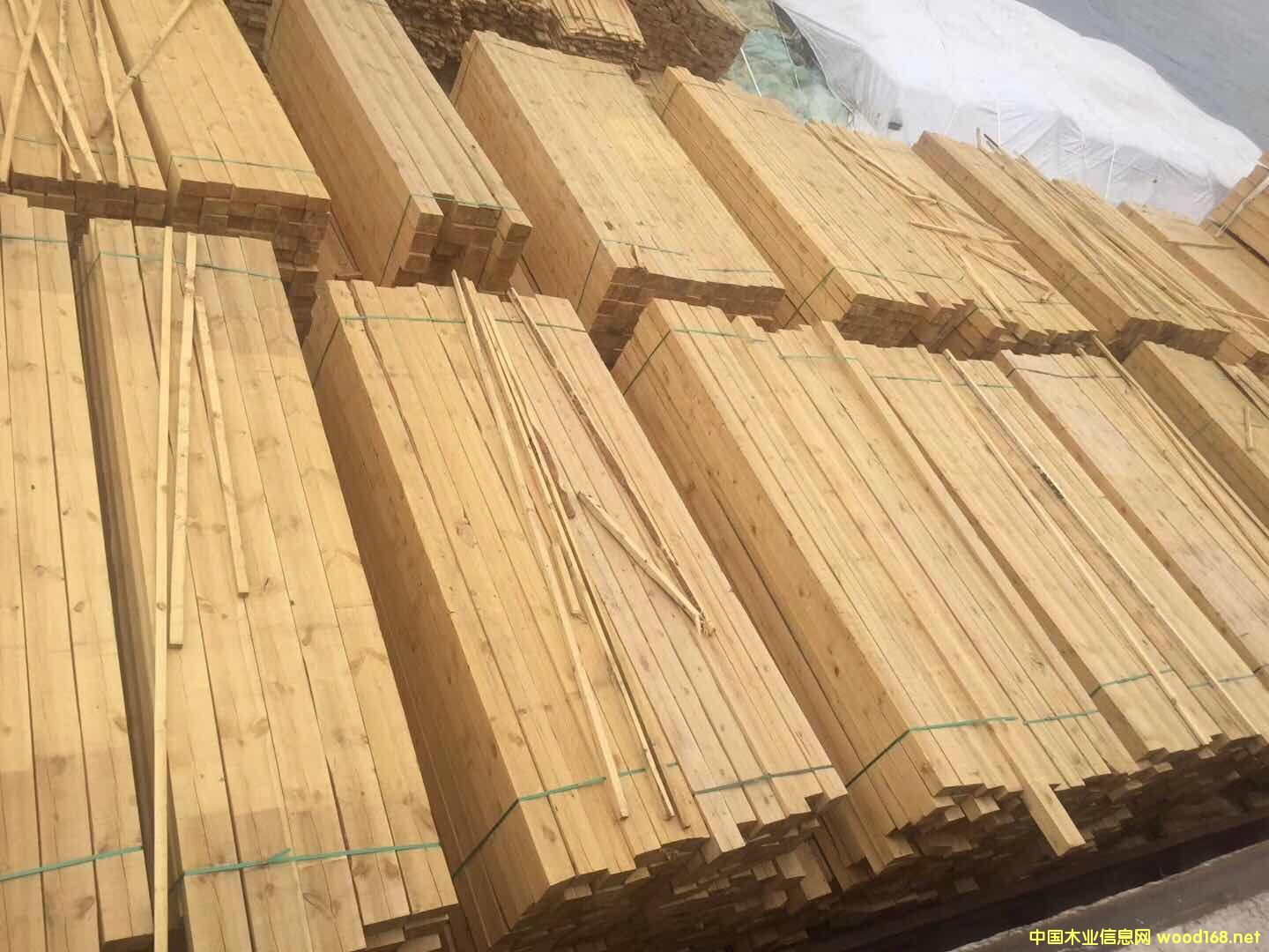 樟松大方的詳細(xì)介紹