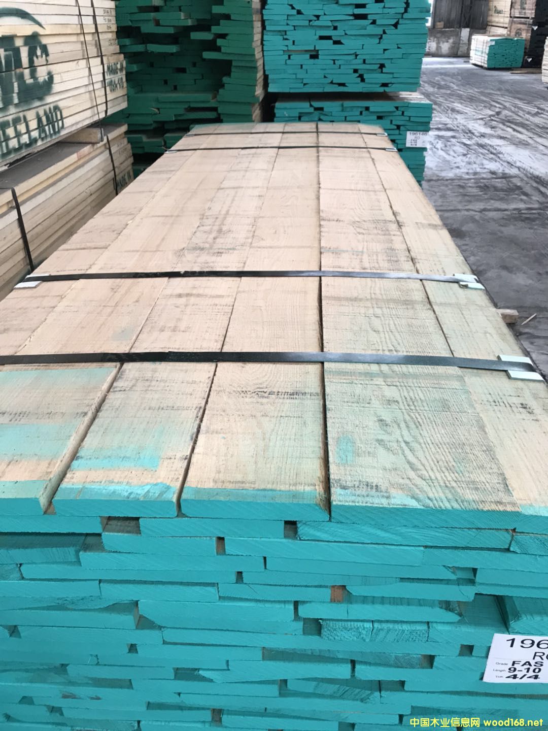 紅橡的詳細(xì)介紹