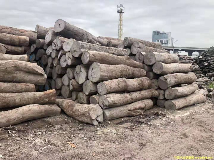 [��] �L(zh��ng)�ڹ���(y��ng)Ƥ�ң��L(f��ng)܇(ch��)ľ�������ԭľ