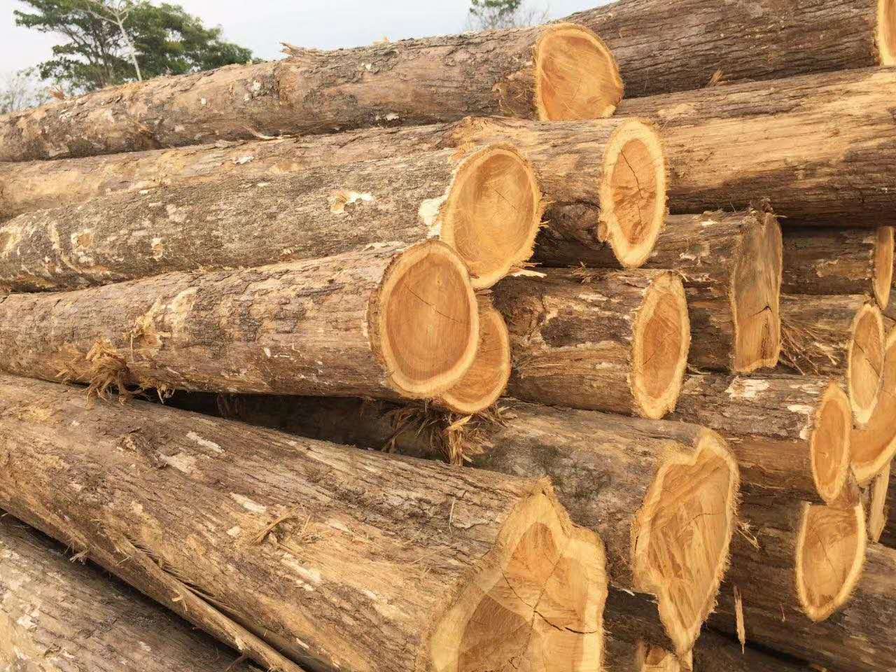 ������ľС��ľԭľ