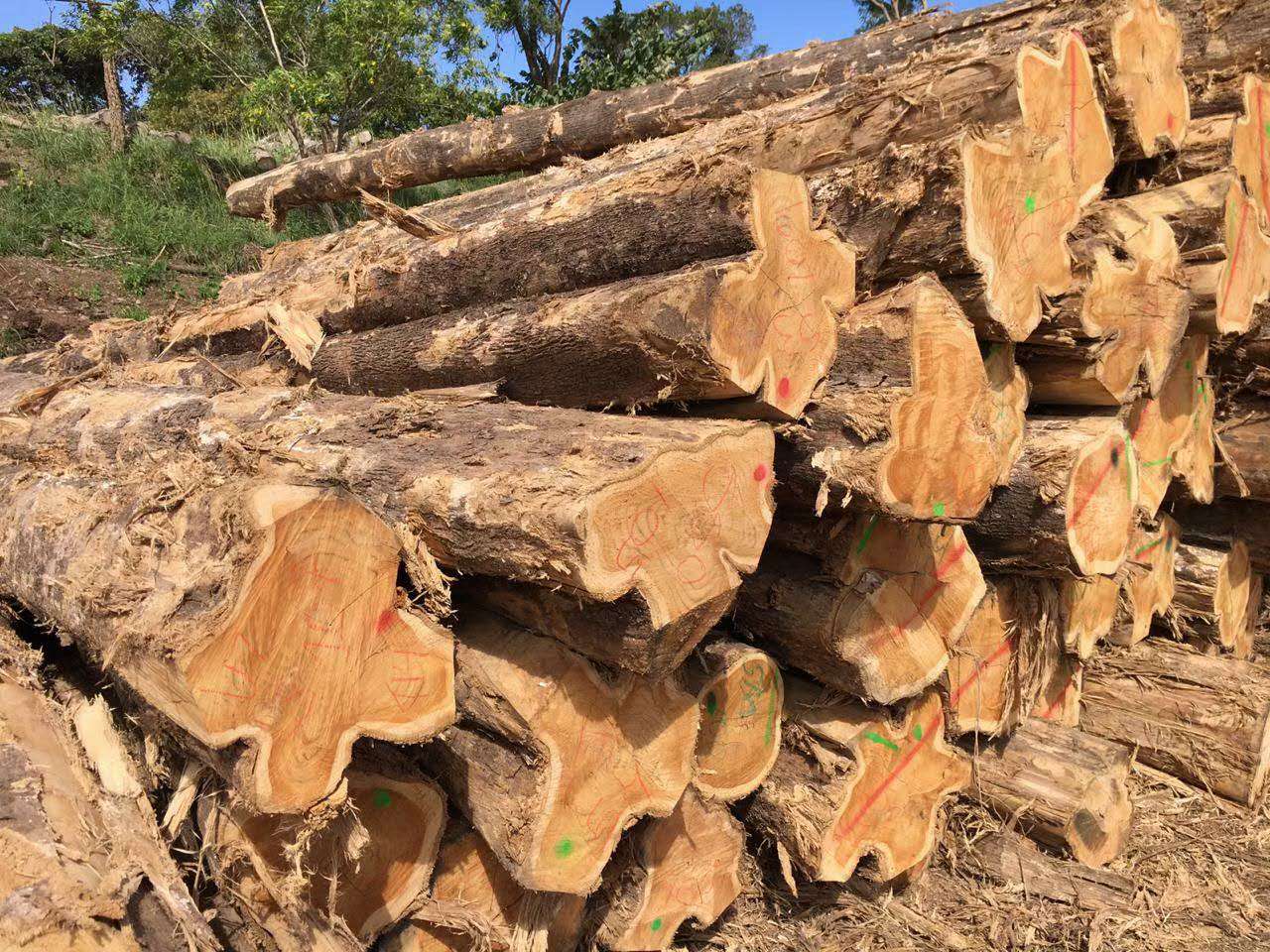 ������ľС��ľԭľ