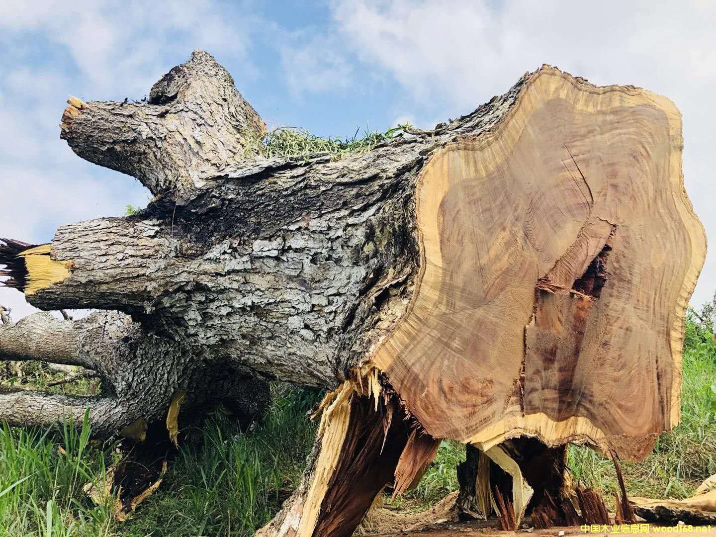 ���(sh��)������ľ