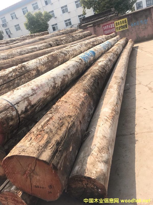 ������ľ