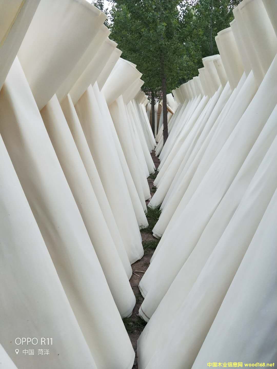 ��ľƯ�׵�Ԕ��(x��)��B