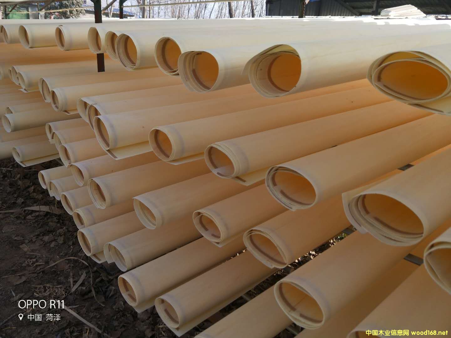 ��ľƯ�׵�Ԕ��(x��)��B