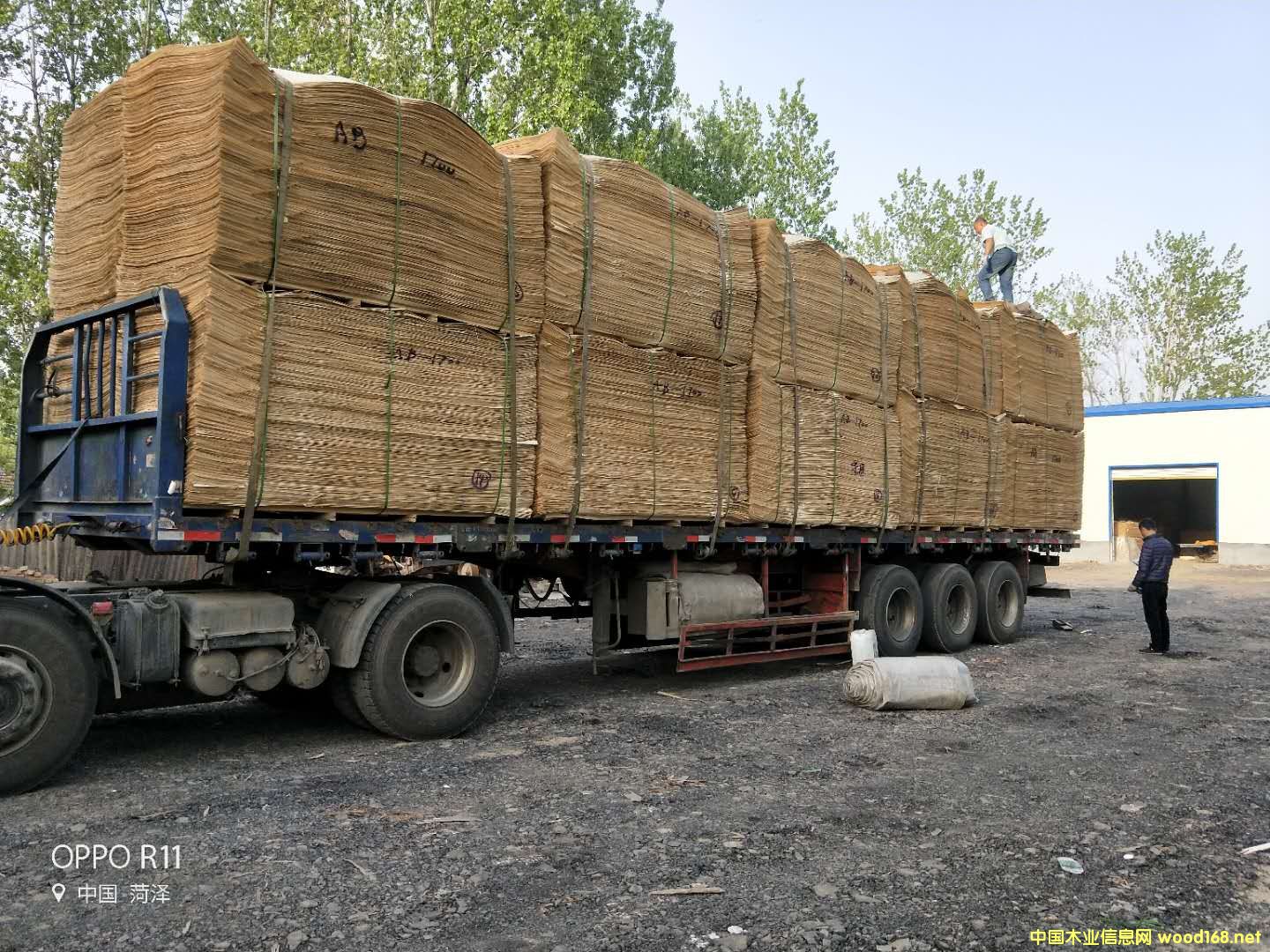 ��ľԭɫ��Ԕ��(x��)��B