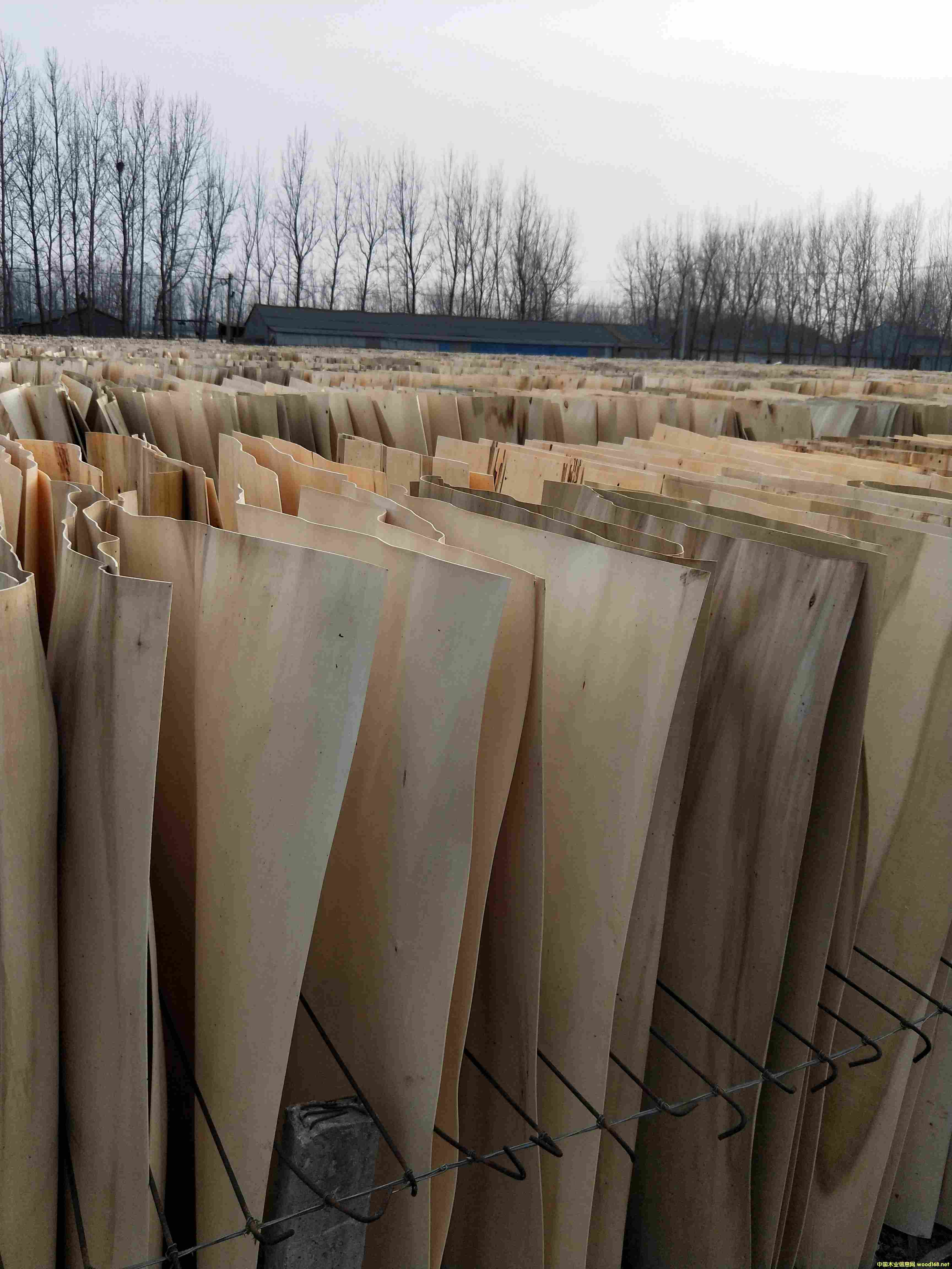 楊木皮的詳細(xì)介紹