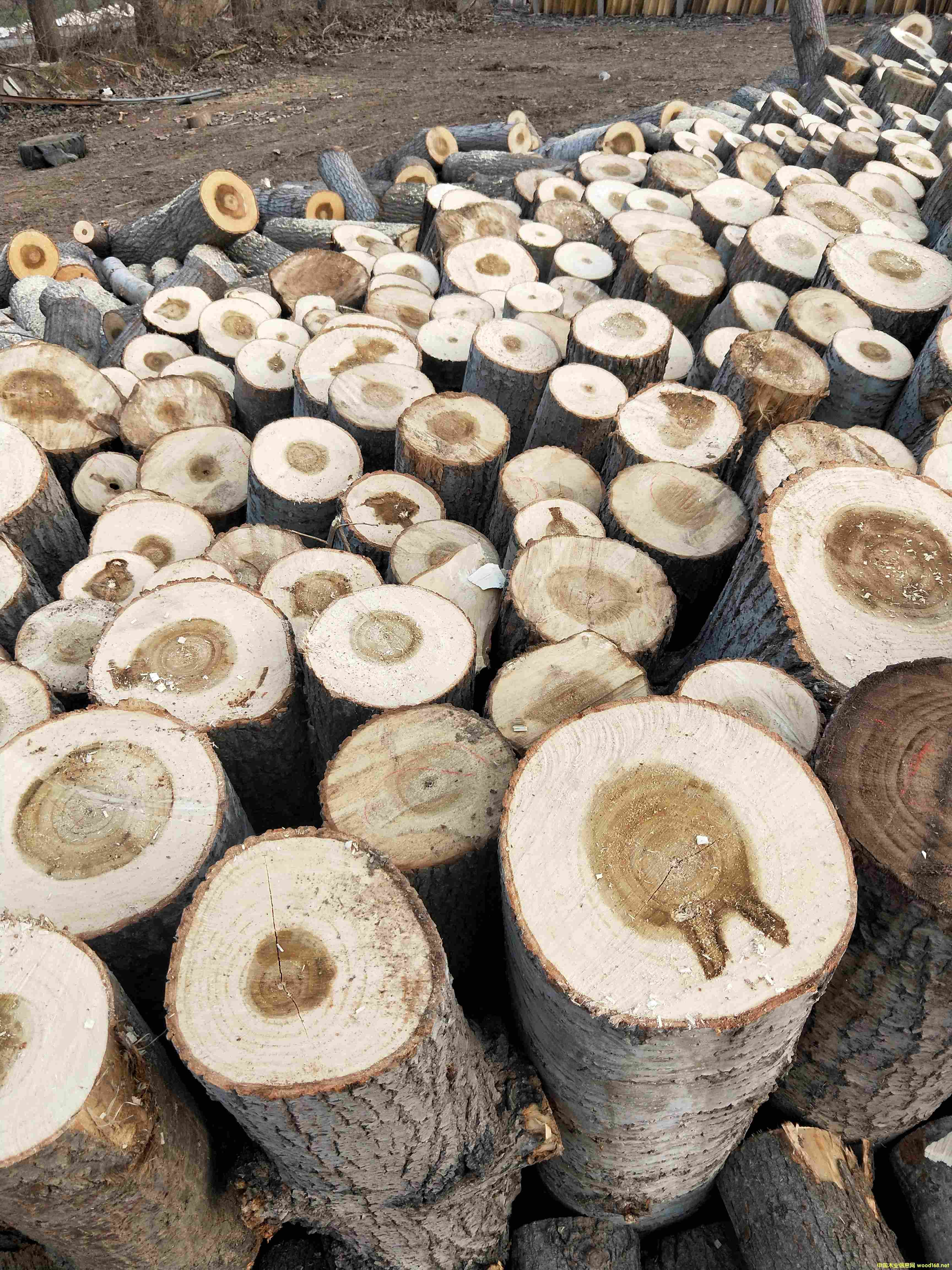 楊木皮的詳細(xì)介紹