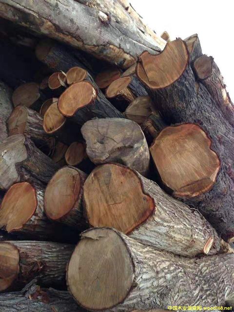 [��] �L�ڹ������~��˼ľ�� ������ľ��ACACIA