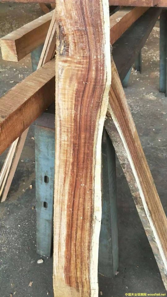 [��] �L�ڹ������~��˼ľ�� ������ľ��ACACIA