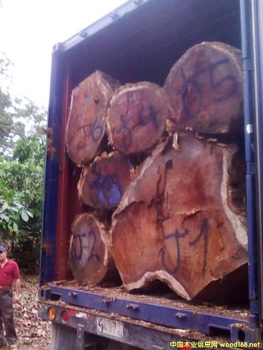 [��] ����(y��ng)�M(j��n)����˼ľACACIA����ľ����Ϛgľ