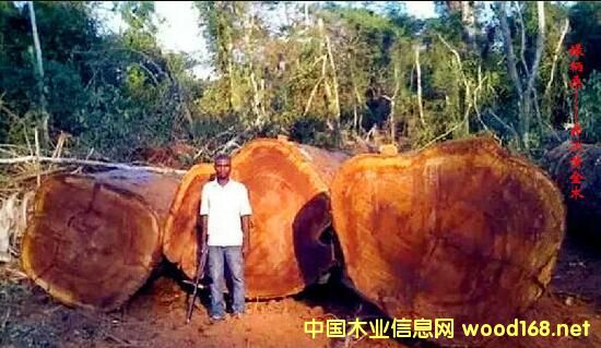 ľ�İٿƣ���G��ɣ��Iroko���������S��ľ