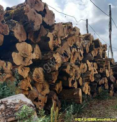 [��] ��(gu��)����ľ�I(y��)������ϙ�ľԭľ��Č�(sh��)ľ���M(j��n)�ښW�޲˰����_�幤ˇԭ���ϏN�߲�