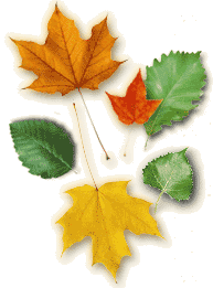 ����ԭľ��ľ�ĵ�Ԕ����B