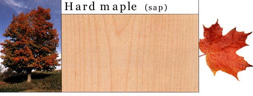 Hard Maple Ӳ����Ԕ����B