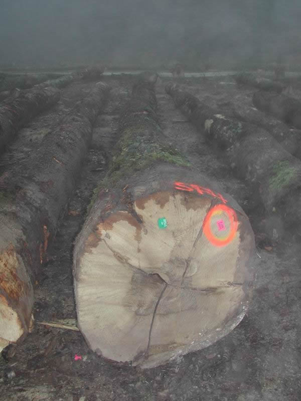 ����ľ��Ԕ����B