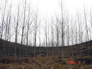 �F�ݻ��ؘO�ѵ����ؗl����Ԕ��(x��)��B