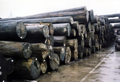 ����ľ��Ԕ����B